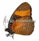 Elymniopsis bammakoo bammakoo