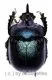 Enoplotrupes sinensis ( 20 – 24 )
