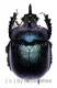 Enoplotrupes sinensis ( 20 – 24 )