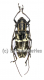 Epepeotes desertus ( 20 - 29 )