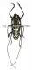 Epepeotes desertus ( 20 - 24 )