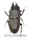 Erichius caelatus ( 15 – 19 )