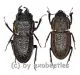 Erichius caelatus ( M 15 – 19 )
