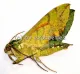 Euchloron megaera