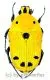 Euchroea auripimenta A2