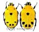 Euchroea auripimenta A2