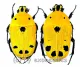 Euchroea auripimenta