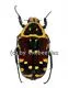Euchroea aurostellata ( 20 – 24 )