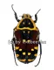 Euchroea aurostellata A2