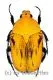 Euchroea benezecki ( 25 – 29 )