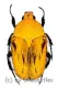 Euchroea benezecki ( 25 – 29 ) A2