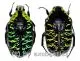 Euchroea coelestis coelestis ( 25 – 29 )