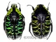 Euchroea coelestis coelestis ( 25 – 29 )
