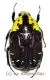 Euchroea coelestis peyrierasi ( 25 – 29 )