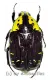Euchroea coelestis peyrierasi ( 25 – 29 )