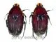 Euchroea episcopalis ( 20 – 24 )