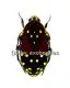 Euchroea histrionica A2