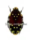 Euchroea histrionica A2