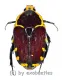 Euchroea oberthuri ( 25 – 29 ) A1-