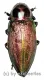 Euchroma gigantea gigantea ( 50 – 54 )
