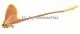 Eudaemonta spec. A1/A-