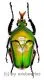 Eudicella darwiniana ( 40 – 44 ) A1-