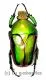 Eudicella frontalis A2