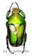 Eudicella frontalis