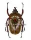 Eudicella smithi shiratica ( Zucht ) A1/A2