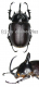 Eupatorus birmanicus