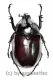 Eupatorus endoi ( 40 – 44 )