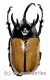 Eupatorus gracilicornis #1 ( 75 )