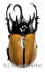 Eupatorus gracilicornis #2 ( 70 )
