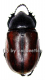 Eupatorus gracilicornis gracilicornis ( 45 – 49 )