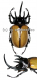 Eupatorus gracilicornis ( 70 – 74 )