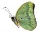 Euphaedra harpalyce harpalyce