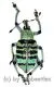 Eupholus bortolussii A1-