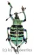 Eupholus bortolussii ( 15 – 24 )