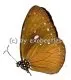 Euploea tulliolus A2