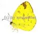 Eurema blanda silhetana A2