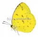 Eurema hecabe