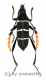 Euryarthrum kalimantanense ( 15 – 24 )