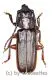 Eurypoda antennata antennata ( 25 – 29 )