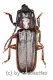 Eurypoda antennata antennata ( 25 – 29 )