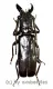 Eurypoda nigrita ( 40 – 44 )