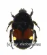 Gametis bealiae var.