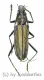 Gibbocerambyx aurevittatus ( 20 - 24 )