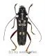 Glenea rufipes ( 20 - 24 ) A2