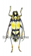Glenea sarasinorum ( 20 - 24 )