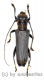 Glenea spec. #1 ( 15 - 19 )